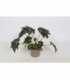 Begonia