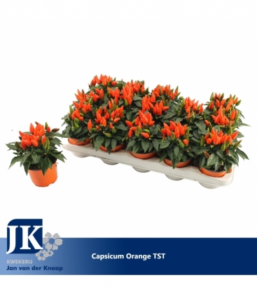 Capsicum