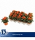 Capsicum