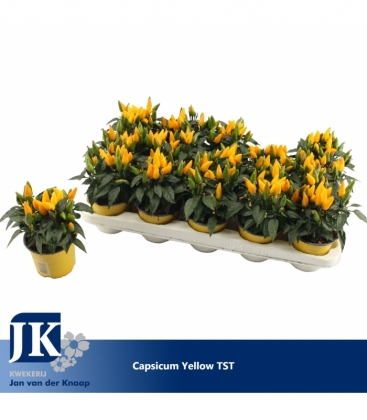 Capsicum