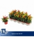 Capsicum
