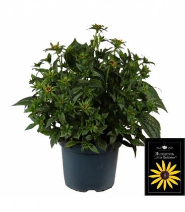 Rudbeckia