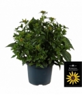 Rudbeckia