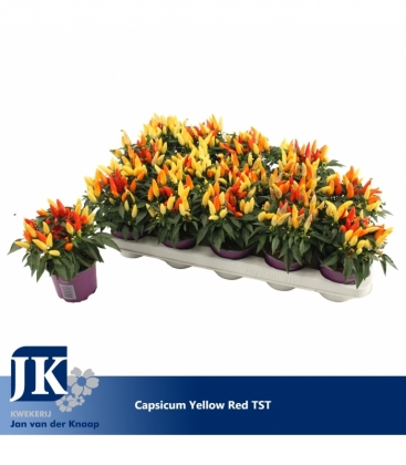 Capsicum