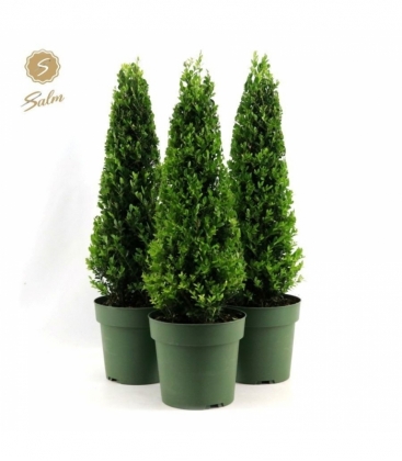 Ilex