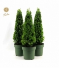 Ilex