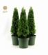 Ilex