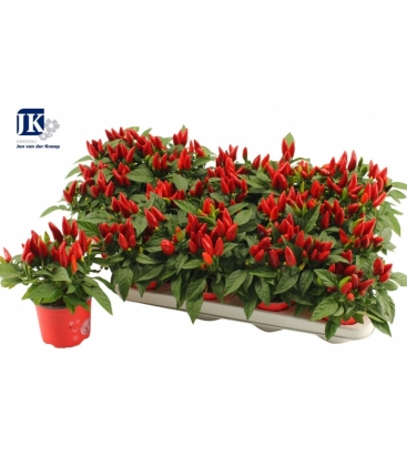 Capsicum