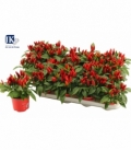 Capsicum