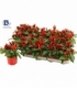 Capsicum
