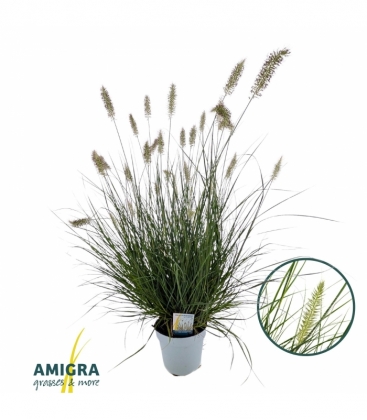 Pennisetum