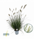 Pennisetum