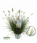 Pennisetum
