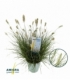 Pennisetum