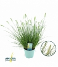 Pennisetum