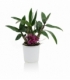 Dendrobium