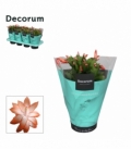 Schlumbergera