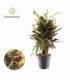 Croton