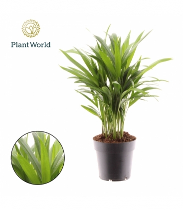 Dypsis