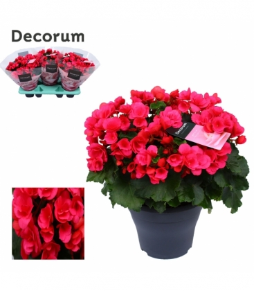 Begonia