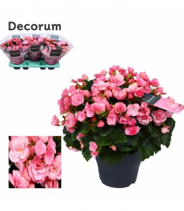 Begonia