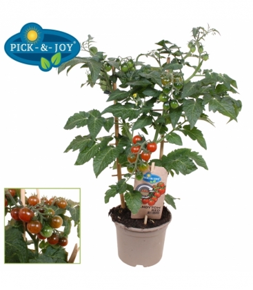tomatoes