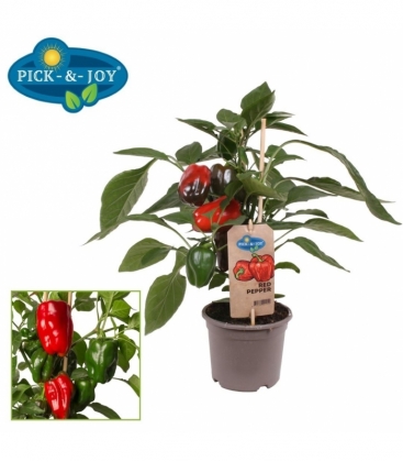 Capsicum