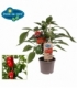 Capsicum