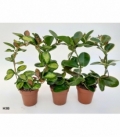 Hoya