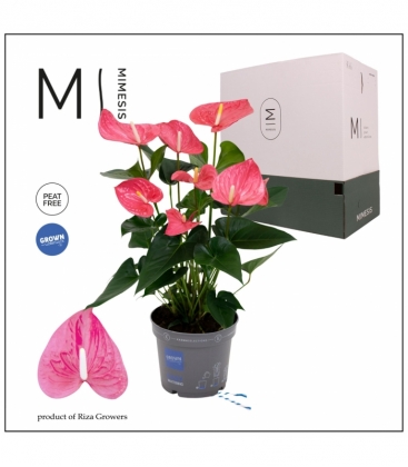 Anthurium