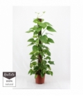 Scindapsus