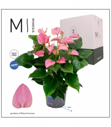 Anthurium