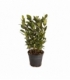Laurus