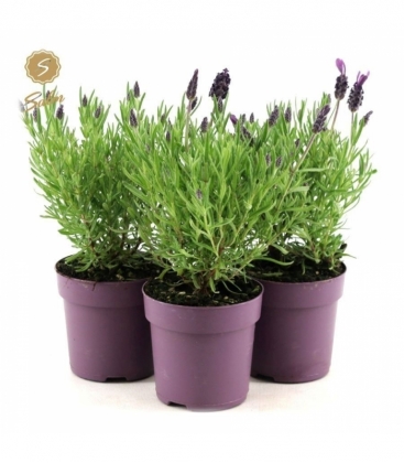 Lavandula