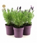 Lavandula