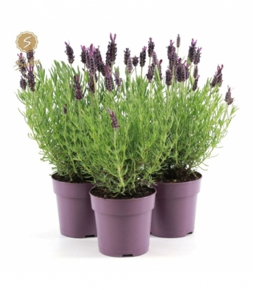 Lavandula