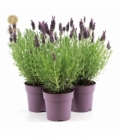 Lavandula