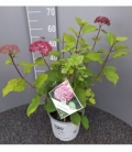 Hydrangea