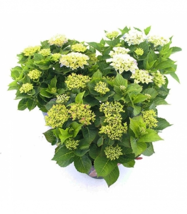 Hydrangea