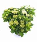 Hydrangea