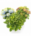 Hydrangea