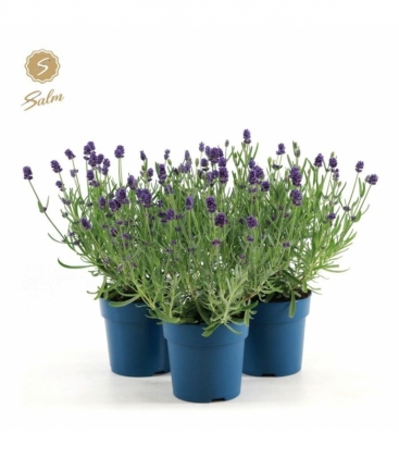 Lavandula