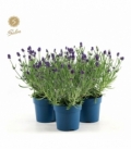 Lavandula