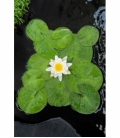 Nymphaea