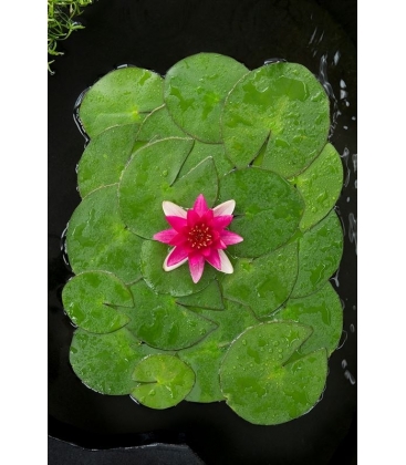 Nymphaea