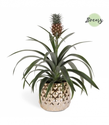 Ananas