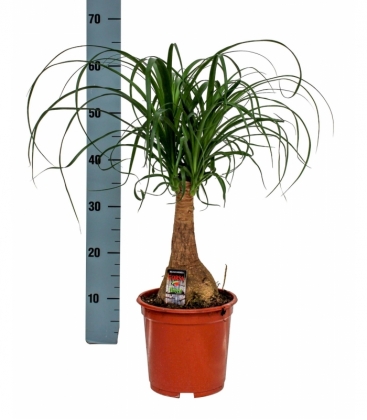 Beaucarnea