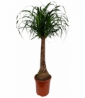 Beaucarnea