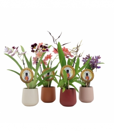 Orchids