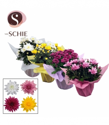 Chrysanthemum